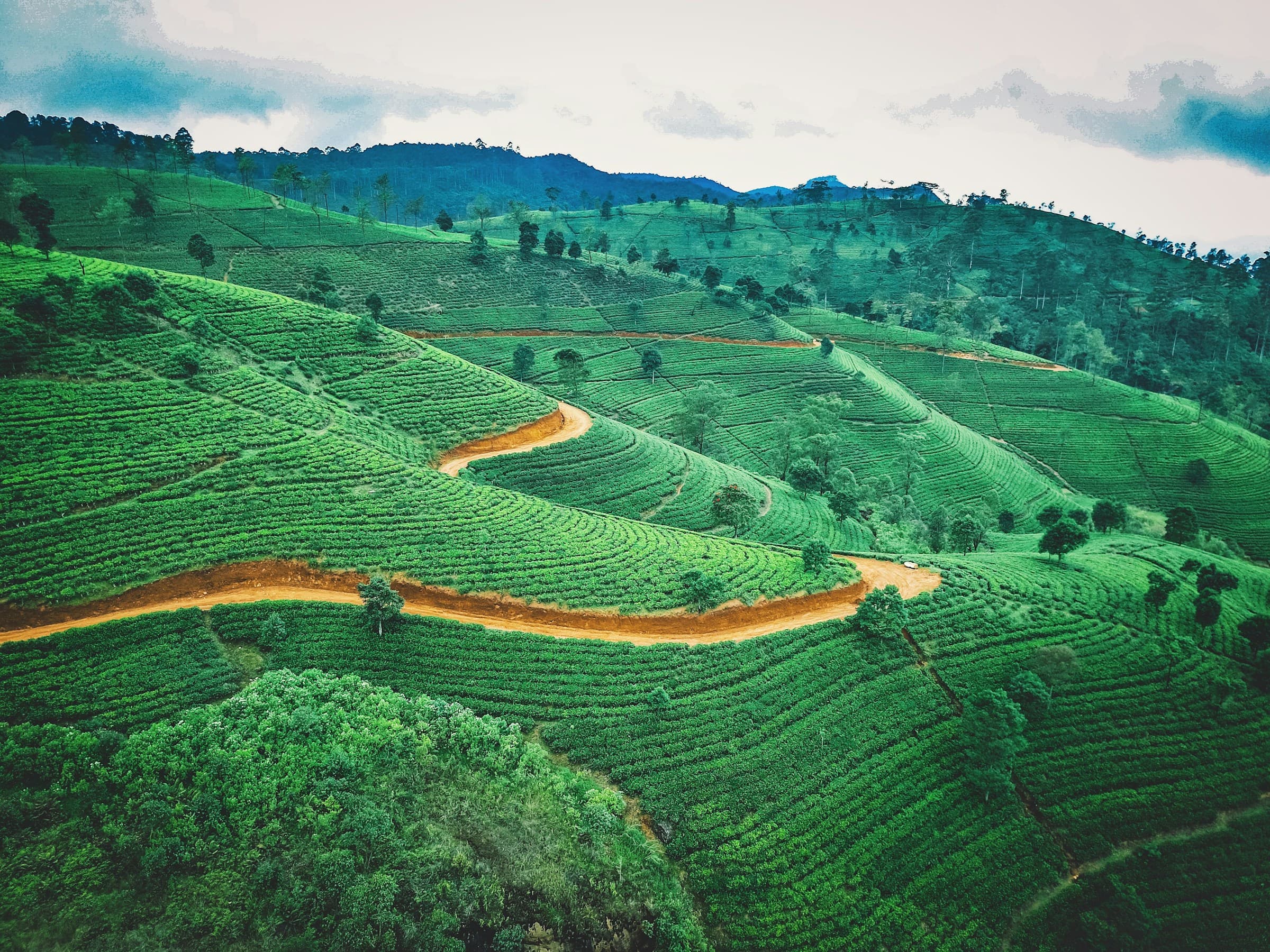Aerial drone view of tea plantations in Sri Lanka